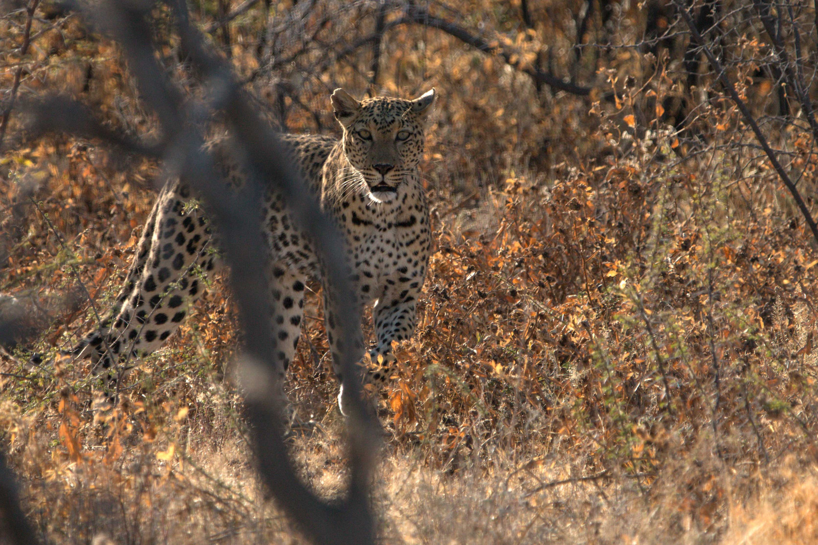 Leopard I