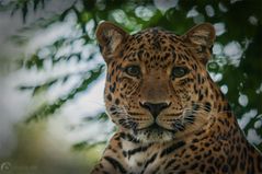 Leopard "Ich beobachte dich"