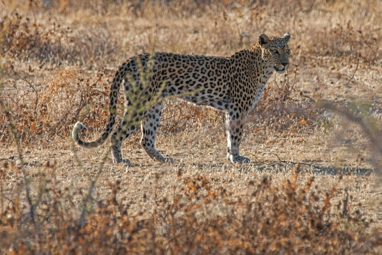 Leopard II