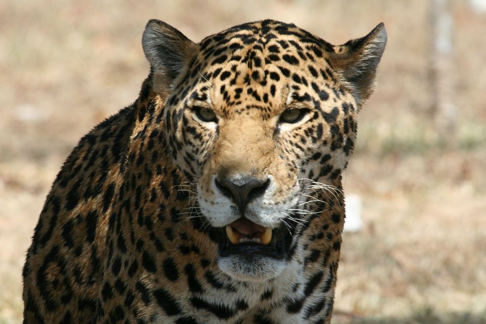 Leopard II