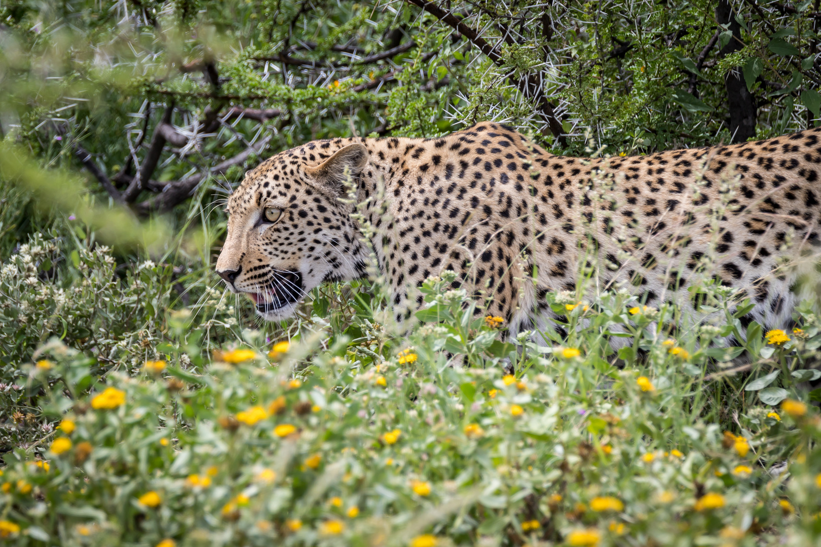 Leopard II