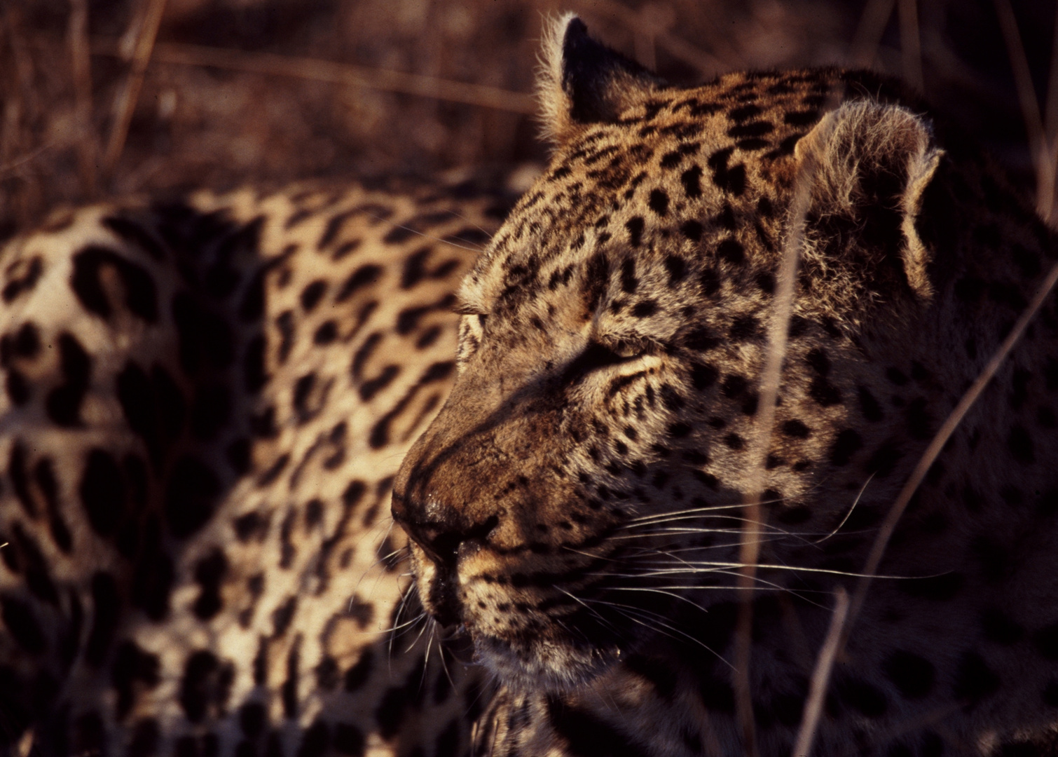 Leopard im Abendlicht