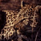 Leopard im Abendlicht