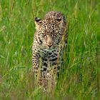 Leopard im Anmarsch