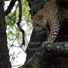 Leopard im Baum