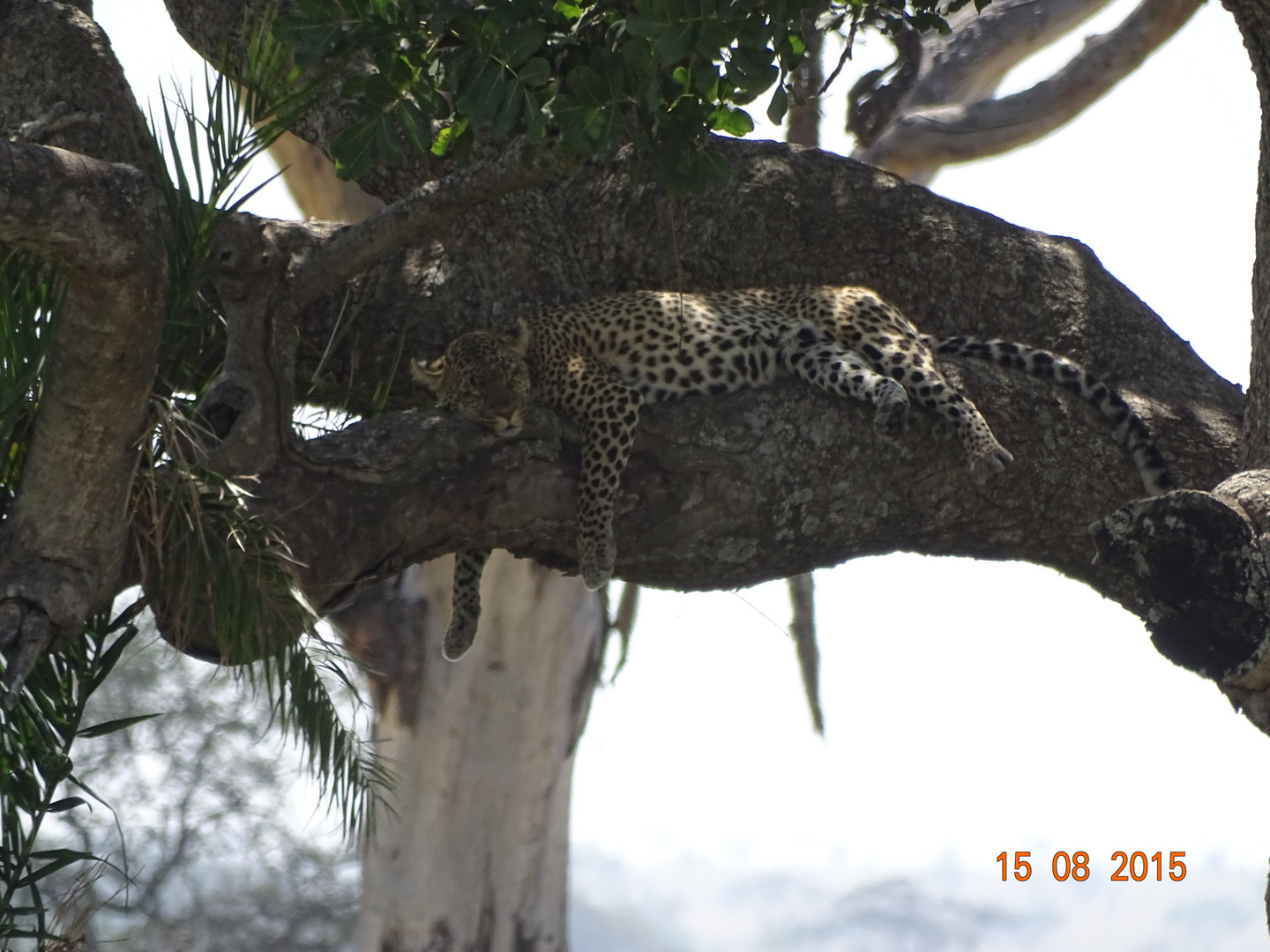 Leopard im Baum