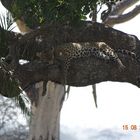 Leopard im Baum