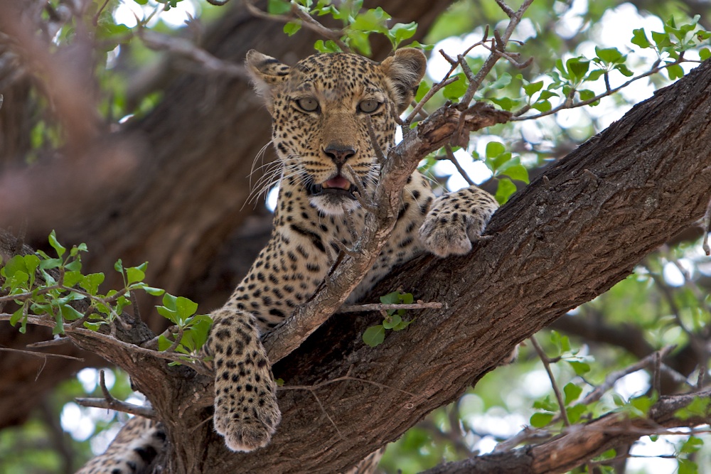 Leopard im Baum