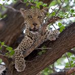 Leopard im Baum