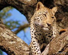 Leopard im Baum