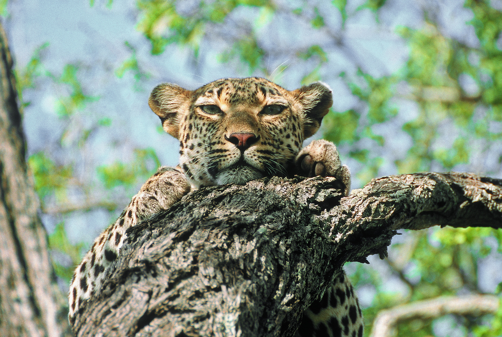 Leopard im Baum