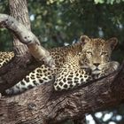 Leopard im Baum