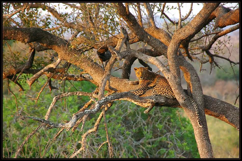 Leopard im Baum