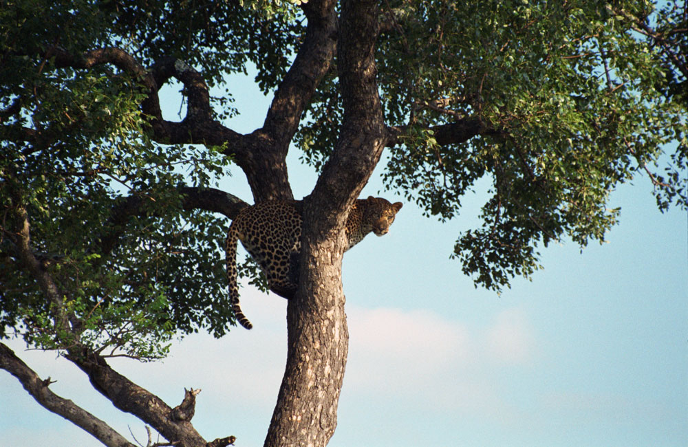 Leopard im Baum