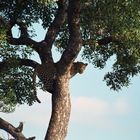 Leopard im Baum