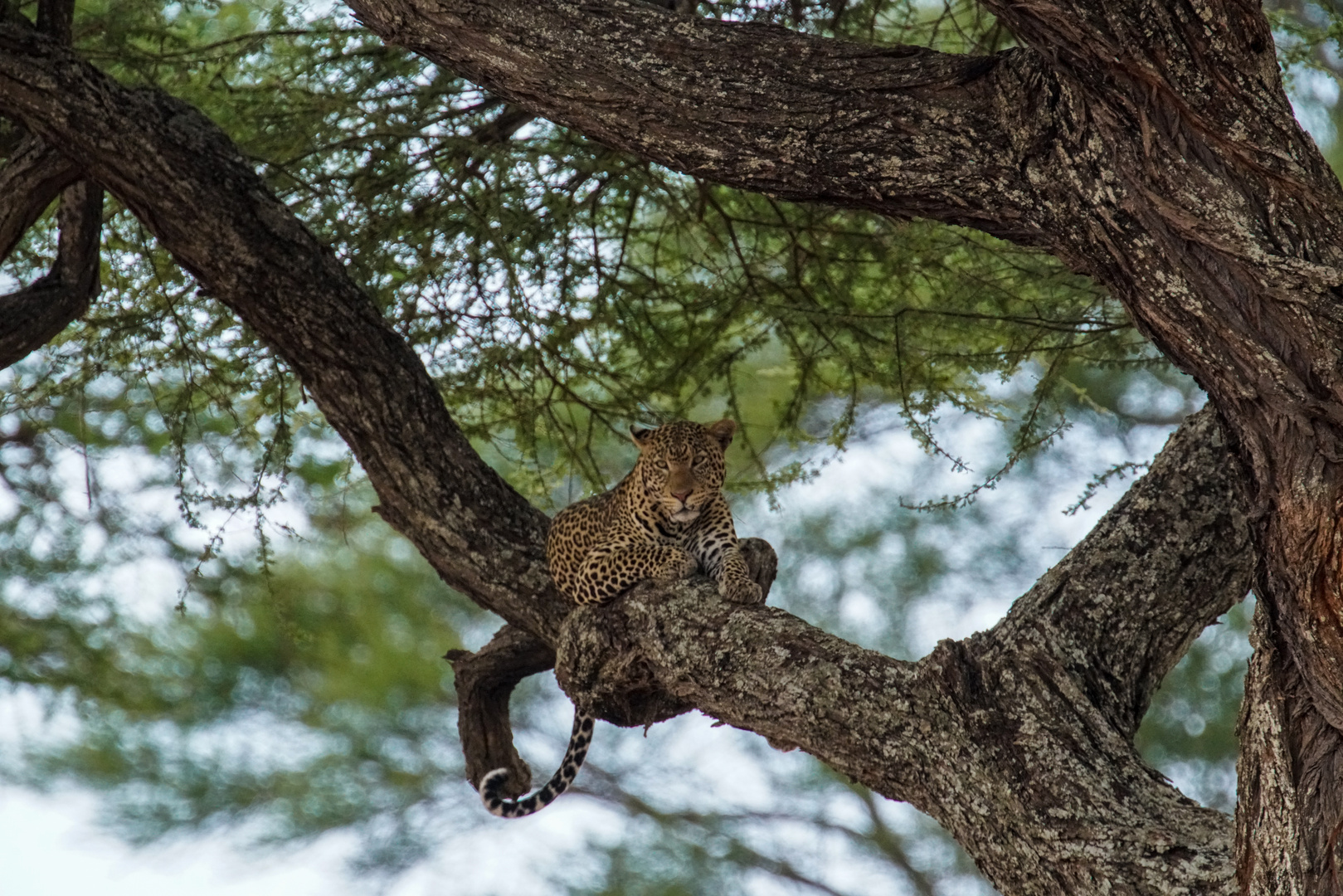 Leopard im Baum