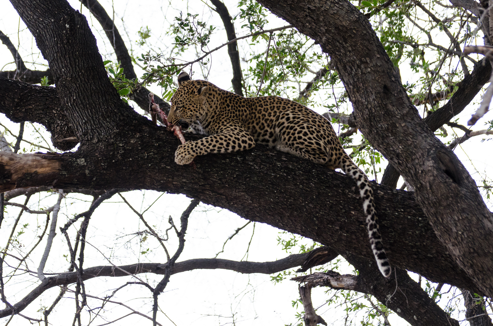 Leopard im Baum