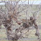 LEOPARD im Baum ENTDECKT ca-42