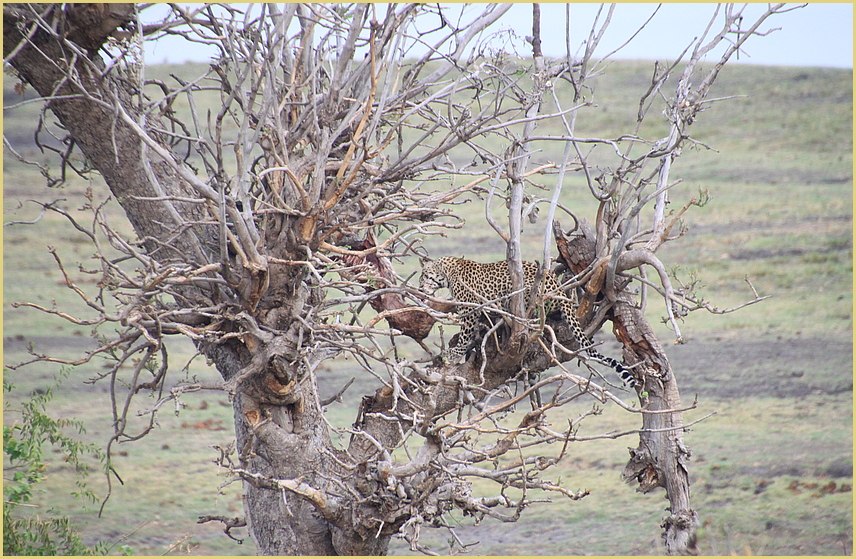 LEOPARD im Baum ENTDECKT ca-42