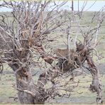 LEOPARD im Baum ENTDECKT ca-42