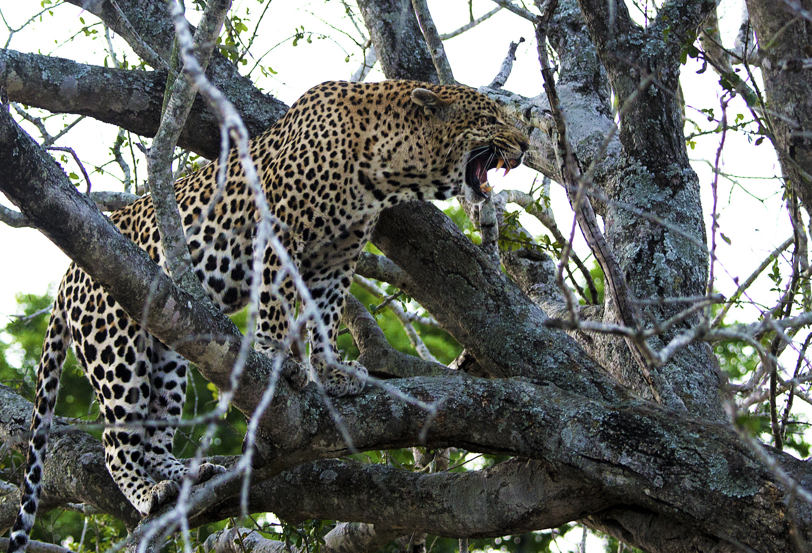 Leopard im Baum I