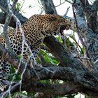 Leopard im Baum I