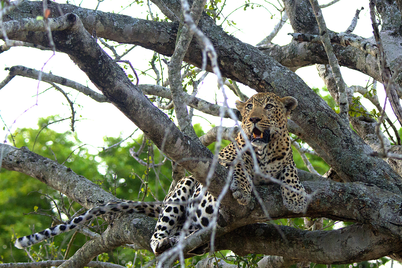 Leopard im Baum II