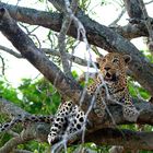 Leopard im Baum II