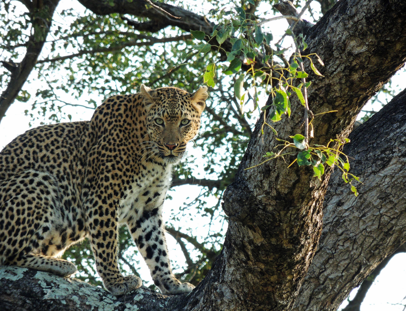 Leopard im Baum im Krueger Park