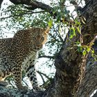 Leopard im Baum im Krueger Park