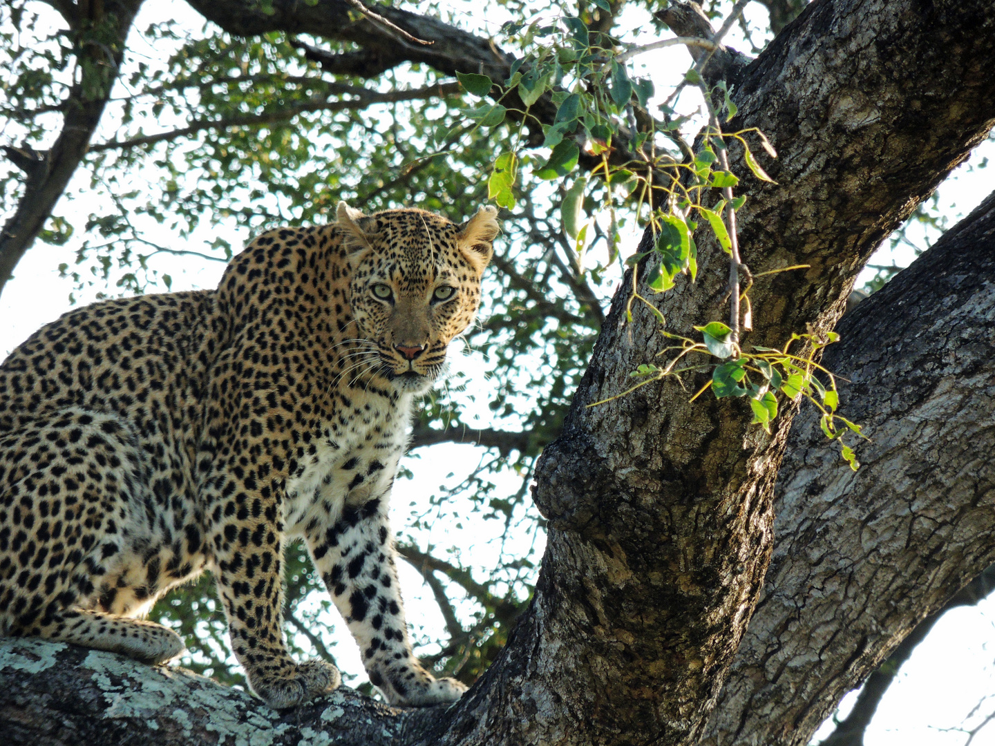 Leopard im Baum Krueger Park