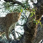Leopard im Baum Krueger Park