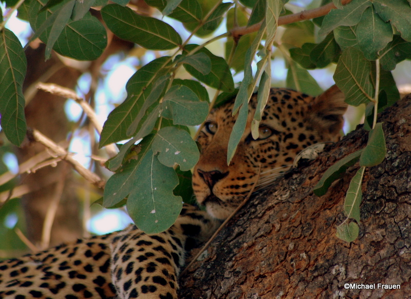 Leopard im Baum, mein Traumfoto