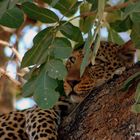 Leopard im Baum, mein Traumfoto