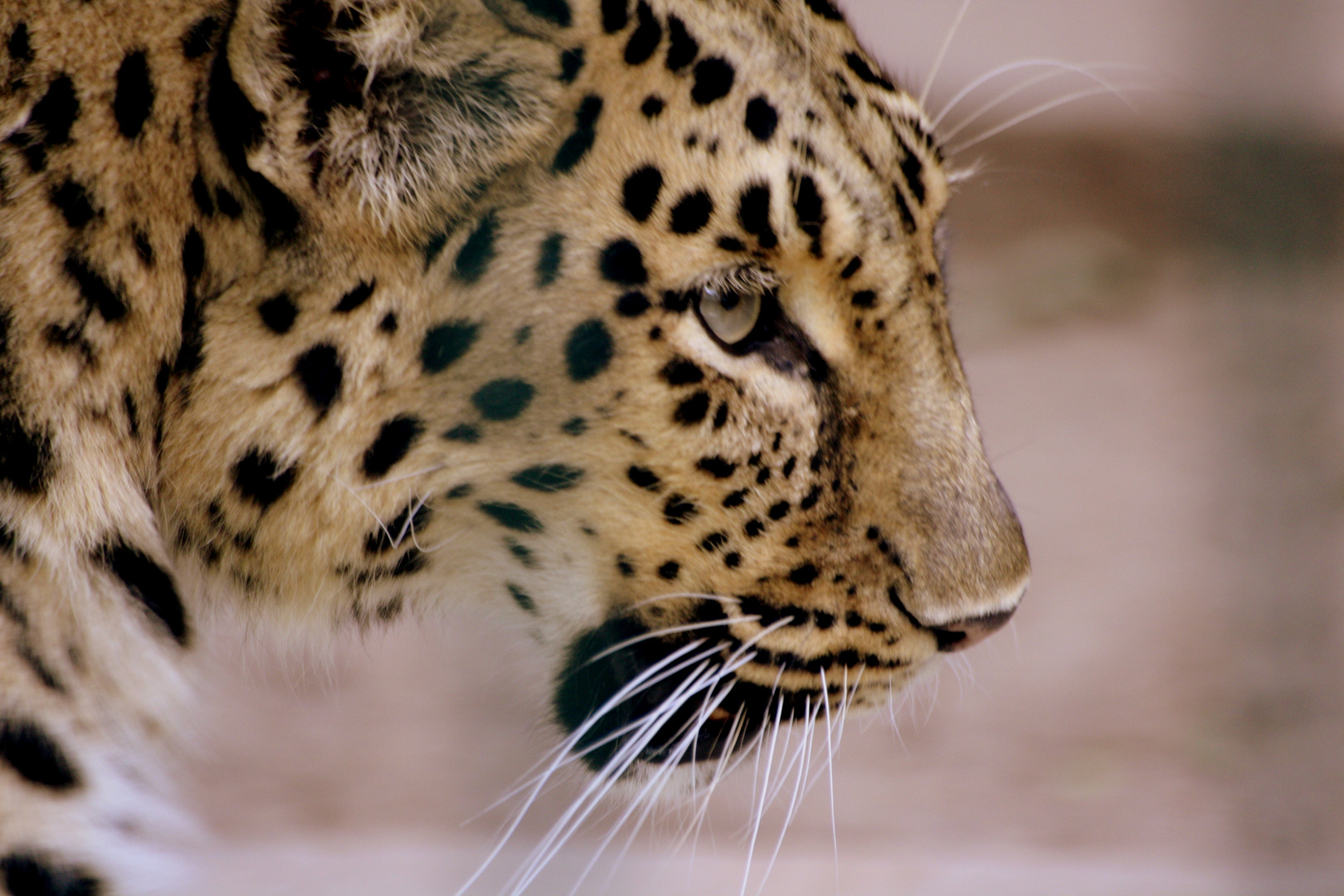 Leopard im Berliner Zoo.