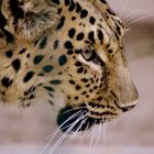 Leopard im Berliner Zoo.