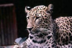 Leopard im Berliner Zoo