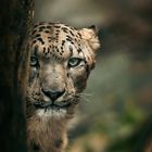 Leopard im Blickkontakt