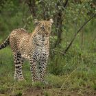 Leopard im Bush