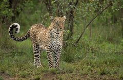 Leopard im Bush