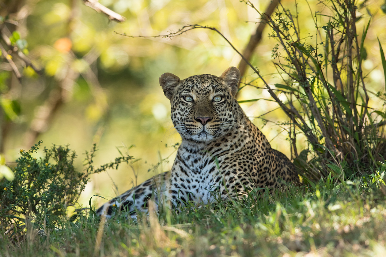 Leopard im Bush