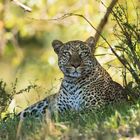 Leopard im Bush