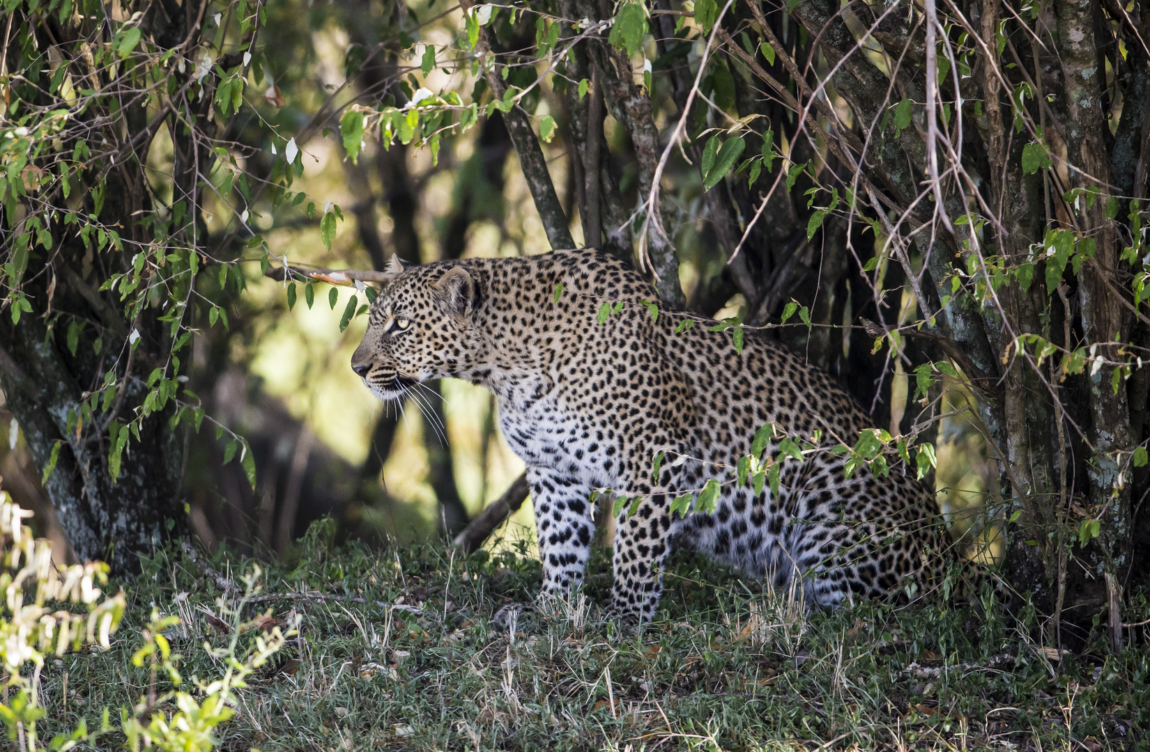 Leopard im Bush