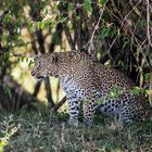 Leopard im Bush