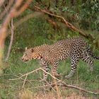 Leopard im Bush