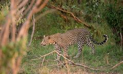 Leopard im Bush