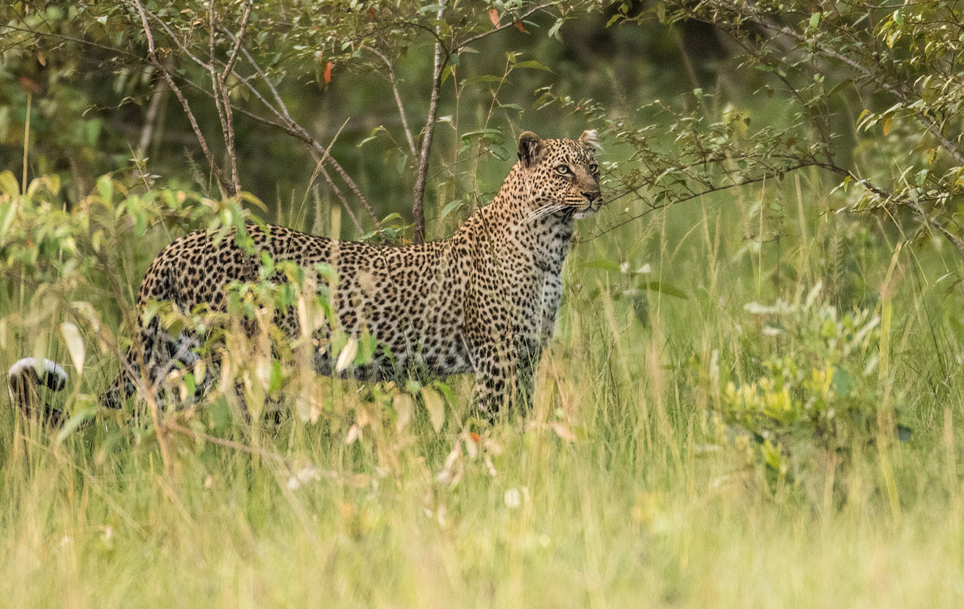 Leopard im Bush