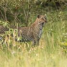 Leopard im Bush