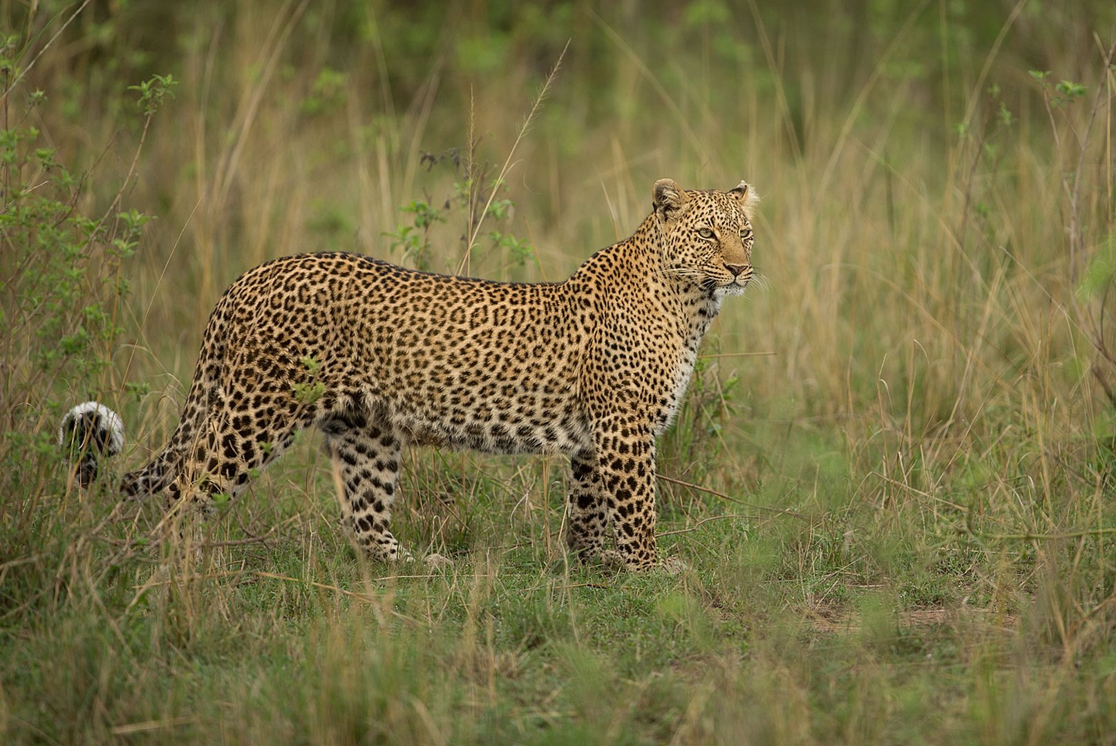 Leopard im Bush