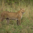 Leopard im Bush
